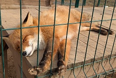 ЗАКАЖИТЕ 3D-ЗАБОР СЕГОДНЯ  ПО ФИКСИРОВАННОЙ  АКЦИОННОЙ ЦЕНЕ, А ЗАБЕРИТЕ В УДОБНОЕ ВРЕМЯ, КОГДА ПОТЕПЛЕЕТ!