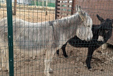 ЗАКАЖИТЕ 3D-ЗАБОР СЕГОДНЯ  ПО ФИКСИРОВАННОЙ  АКЦИОННОЙ ЦЕНЕ, А ЗАБЕРИТЕ В УДОБНОЕ ВРЕМЯ, КОГДА ПОТЕПЛЕЕТ!